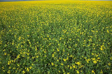 《宝可梦传说：阿尔宙斯》新截图 开启冒险新旅程